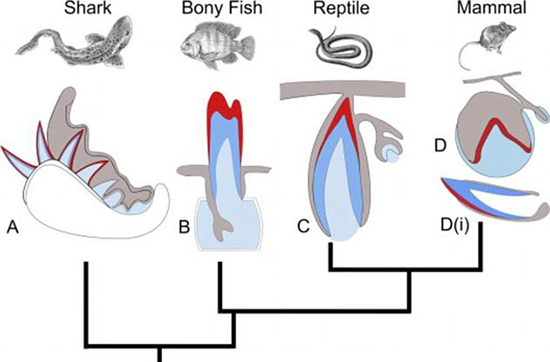 能像鯊魚一樣再生牙齒？只要喚醒基因就行