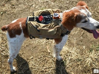 太給力！搜救犬也有智能背心了