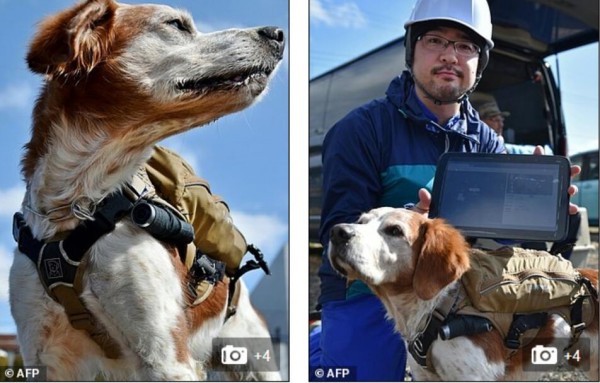 太給力！搜救犬也有智能背心了